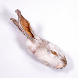 The Rabbit Tap - Dehydrated Rabbit Head