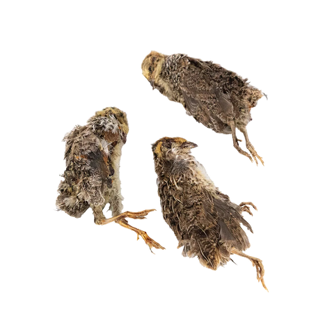 Wild N Fresh - Dehydrated Whole Prey Quails with Feathers Small 3 Pack