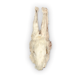 The Rabbit Tap - Dehydrated Rabbit Head