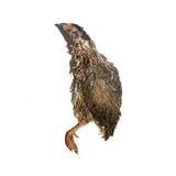 Savage Cat - Split Quail